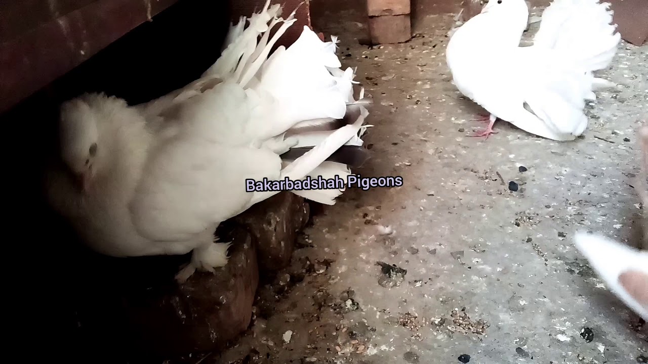 Beautiful Pigeons Save Pigeons for Natural Beauty