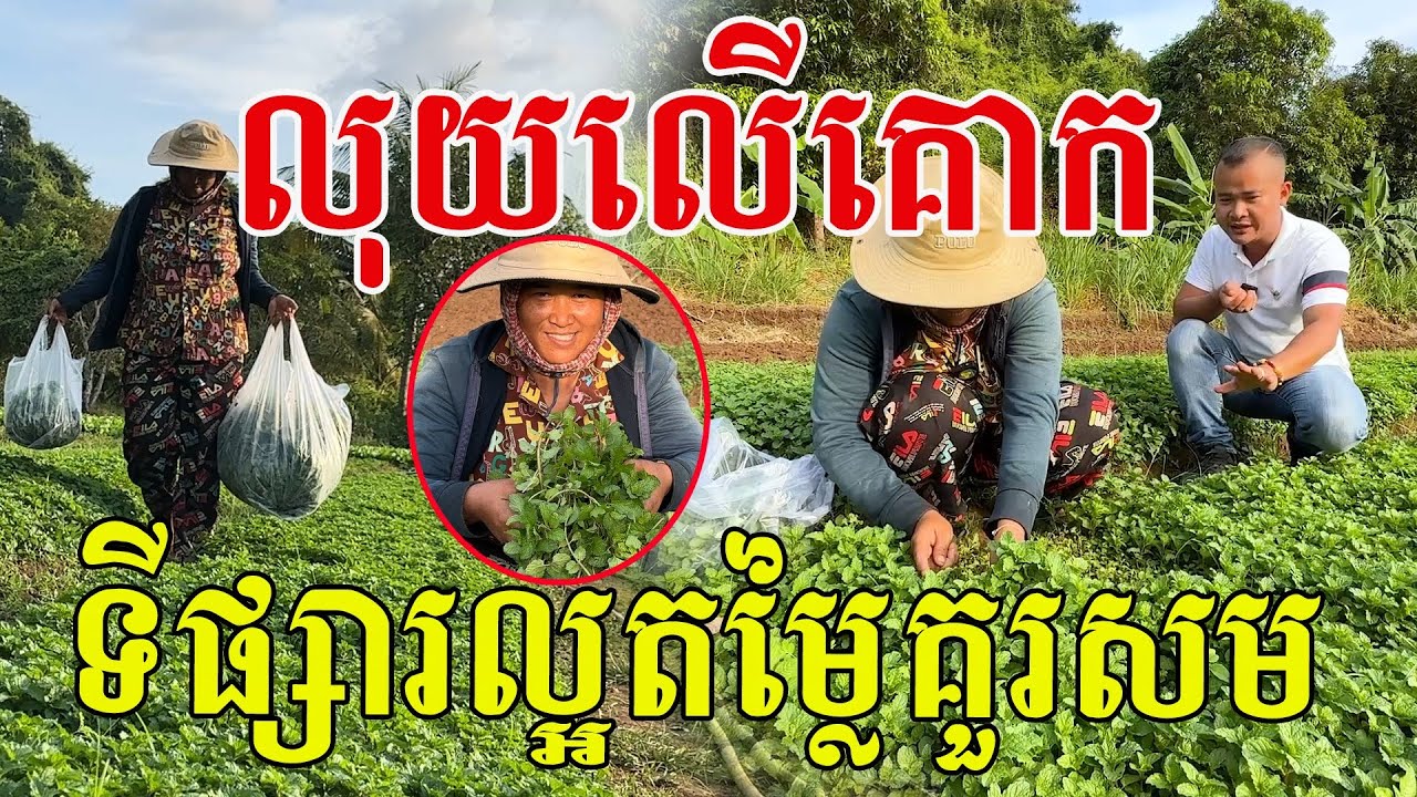 លុយលើគោក ទីផ្សារល្អតម្លៃគួរសម គាំទ្រកសិផលខ្មែរយើង