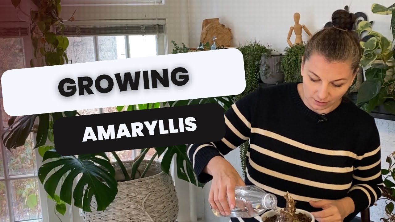 🌸 Taking Amaryllis out of Dormancy 🌸