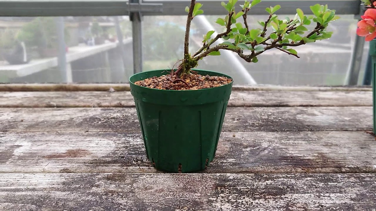 Process to make Japanese quince mini bonsai from cutting
