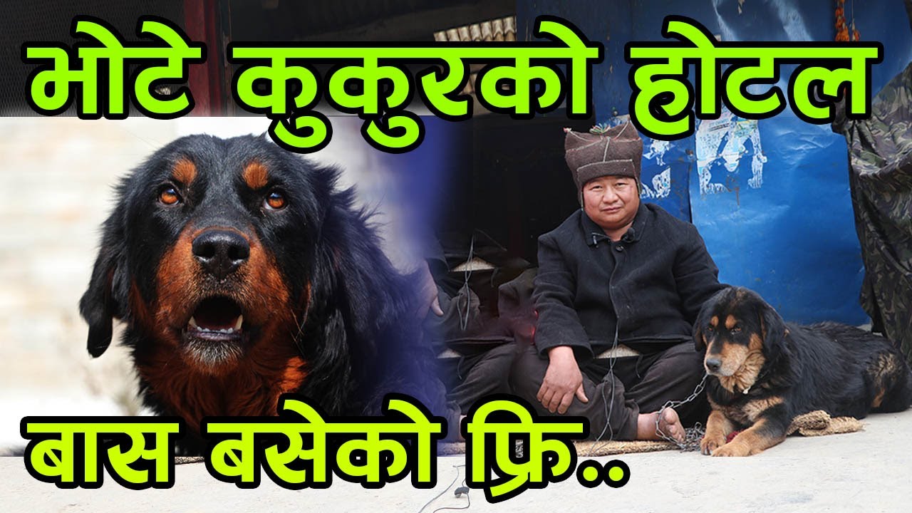 बास बसेको पैसा नलाग्ने भोटे कुकुर पालेको होटल ! भोटे कुकुर चाहिए फोन गर्नु │Nepal Chitra