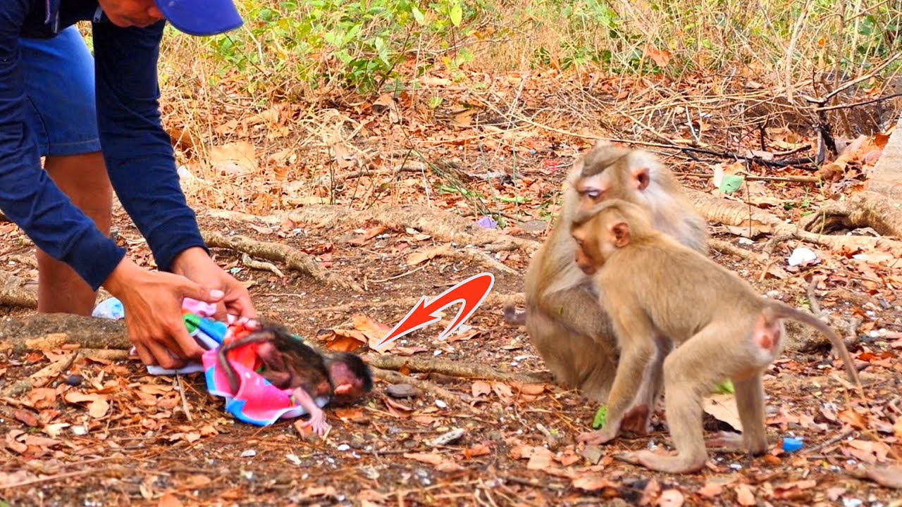 Action Amazing Video!! Of pooreest newborn baby monkey : Updated new video after mother giving birth