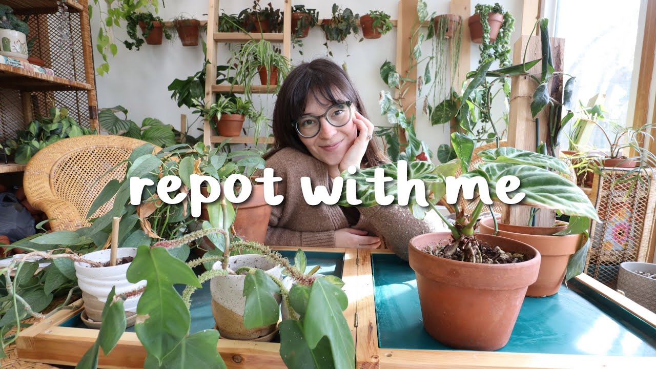 Repot w/ me while we chat overwhelm, life management & stress