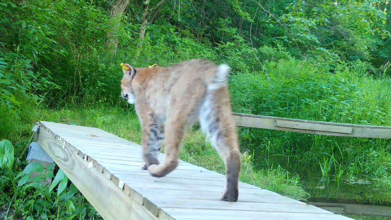 Summer Animals in Connecticut