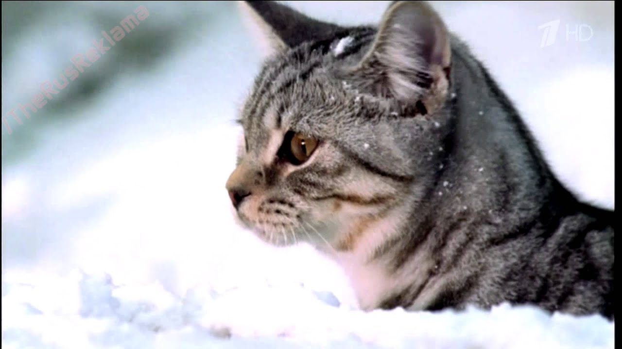 Реклама Whiskas | Вискас Новогодняя - 