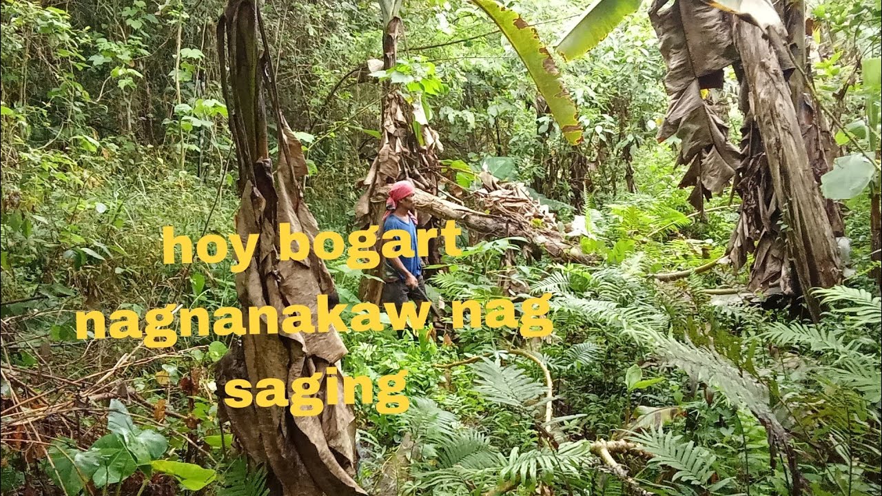 Nanguha kami ug saging Kay wlang bigas@kanutoTV @stephofficialvlogs 