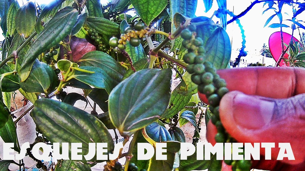 PIMIENTA NEGRA, COMO TENER PLANTAS Y MULTIPLICARLAS.