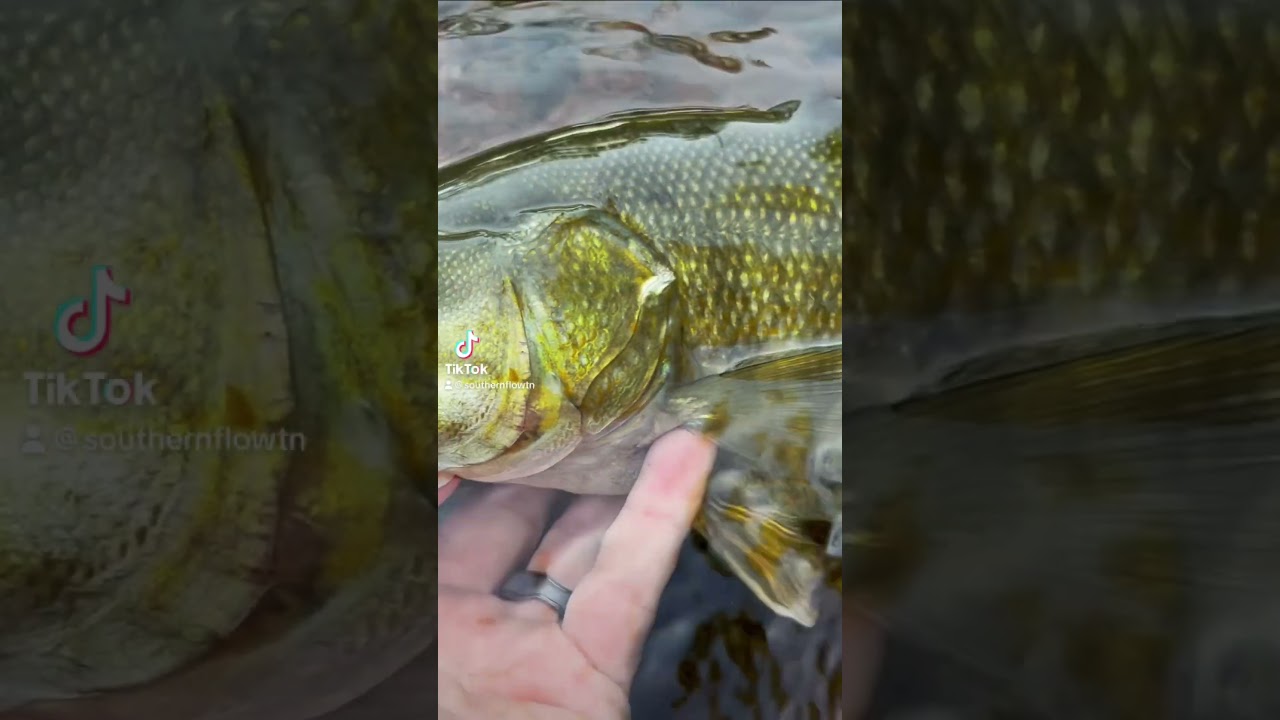 Isn&rsquo;t it great? #creekfishing #smallmouth #smallmouthbass #smallie #smalljaw #fishing #tennessee