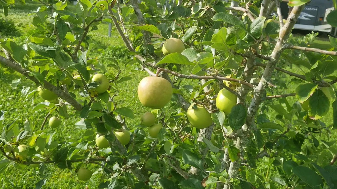 🍎🍎🍎🍎🍎🍎🍎🍎