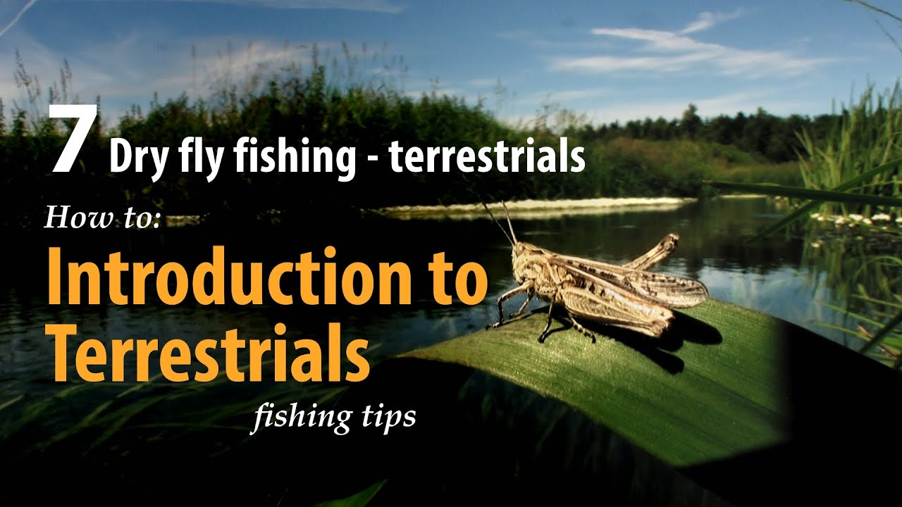 How to &bull; Dry fly fishing - Terrestrials &bull; Introduction &bull; fishing tips