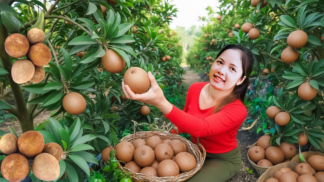 TIMELAPSE - Harvesting 1000+Kg Many Imported Sapodilla, Sustard Apple On The Hill Go To Sell