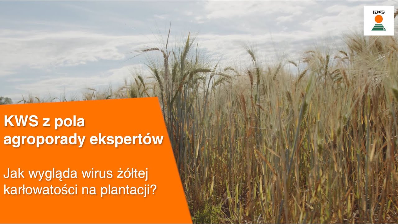 Jak wygląda wirus żółtej karłowatości na plantacji? / KWS z pola AGROPORADY EKSPERTÓW