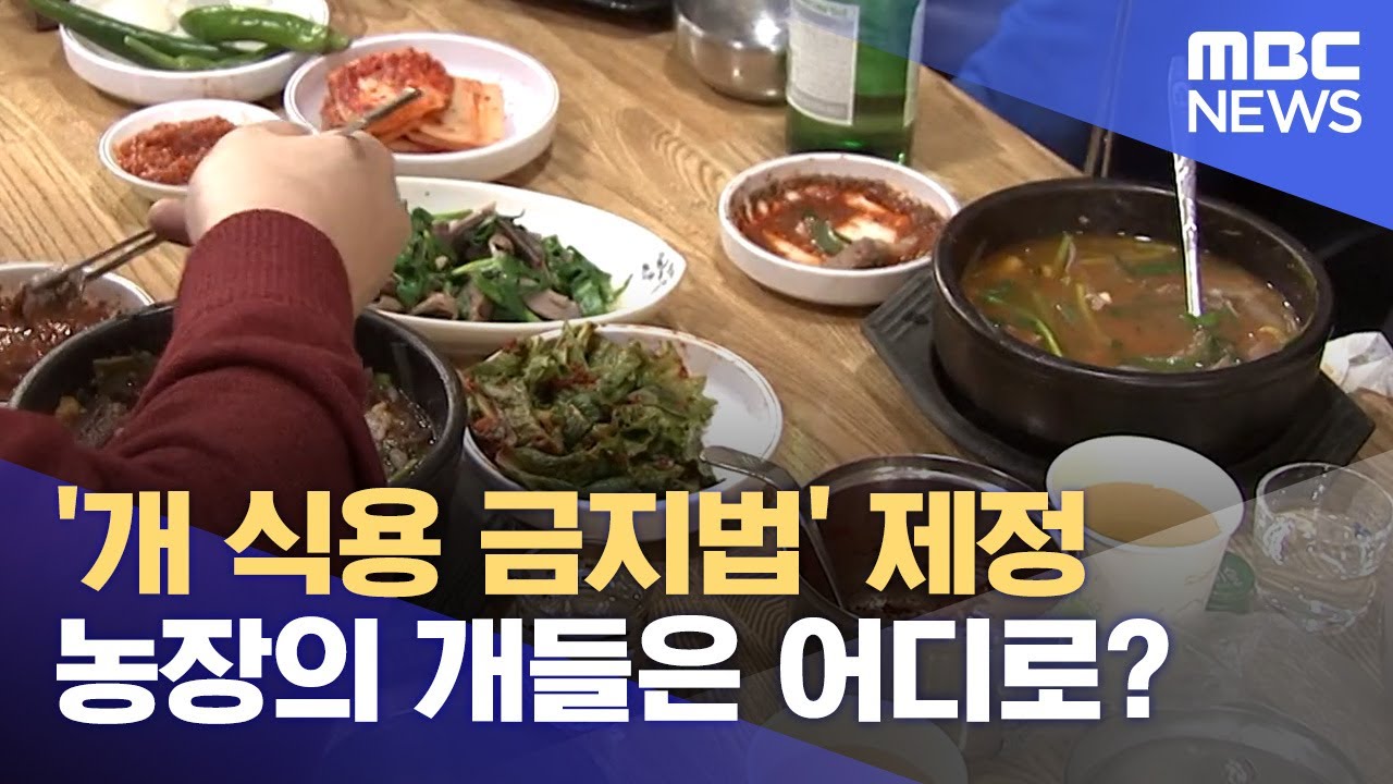 '개 식용 금지법' 통과, 농장 개 어디로? (2024.01.13/뉴스데스크/대전MBC)