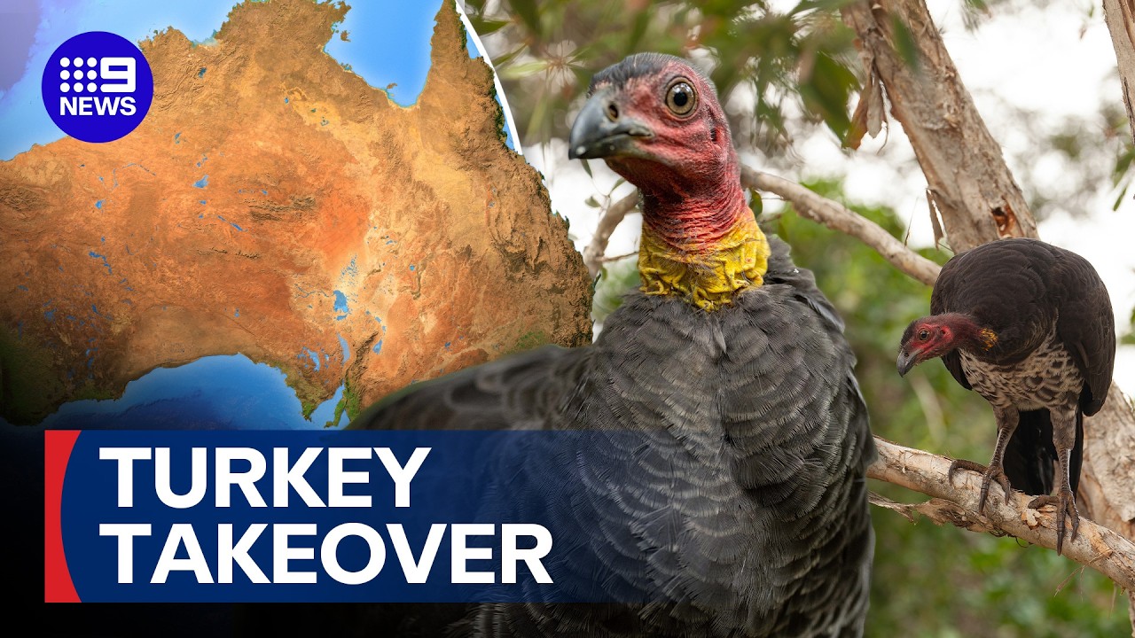 The backyard invasion spreading to your neighbourhood | 9 News Australia