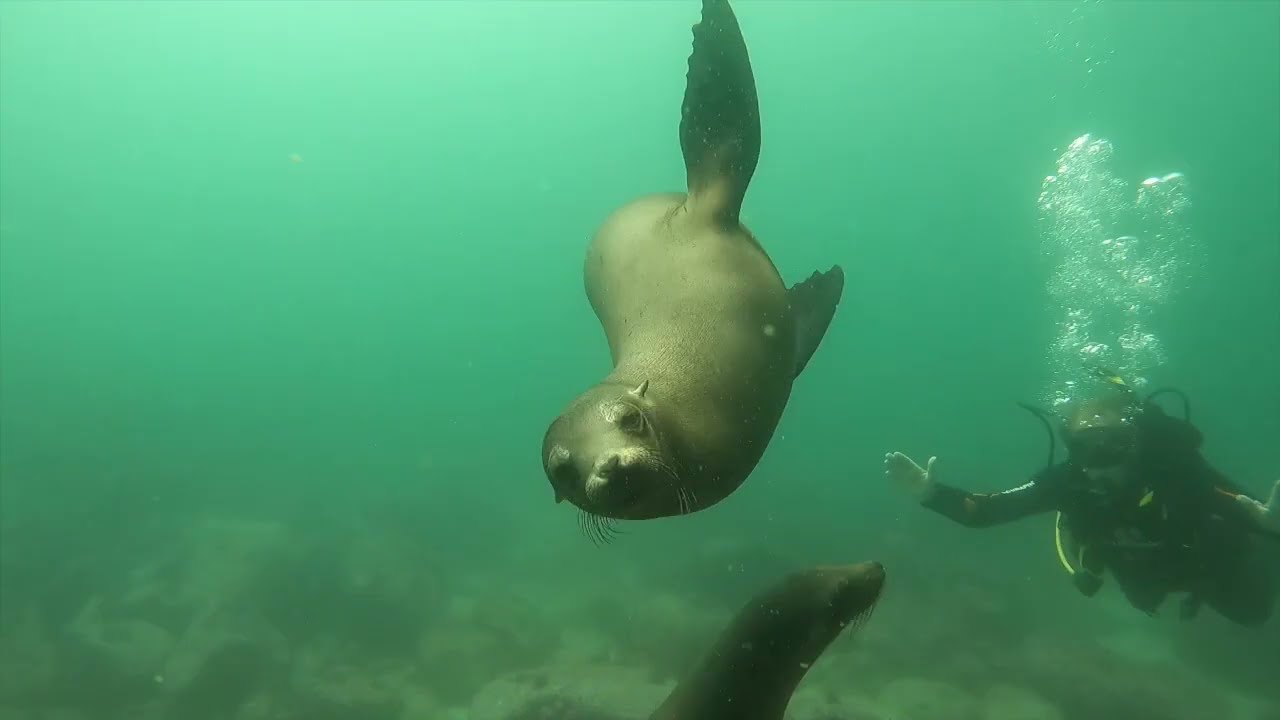 Chapter 18 :  The sea lions of the Galapagos
