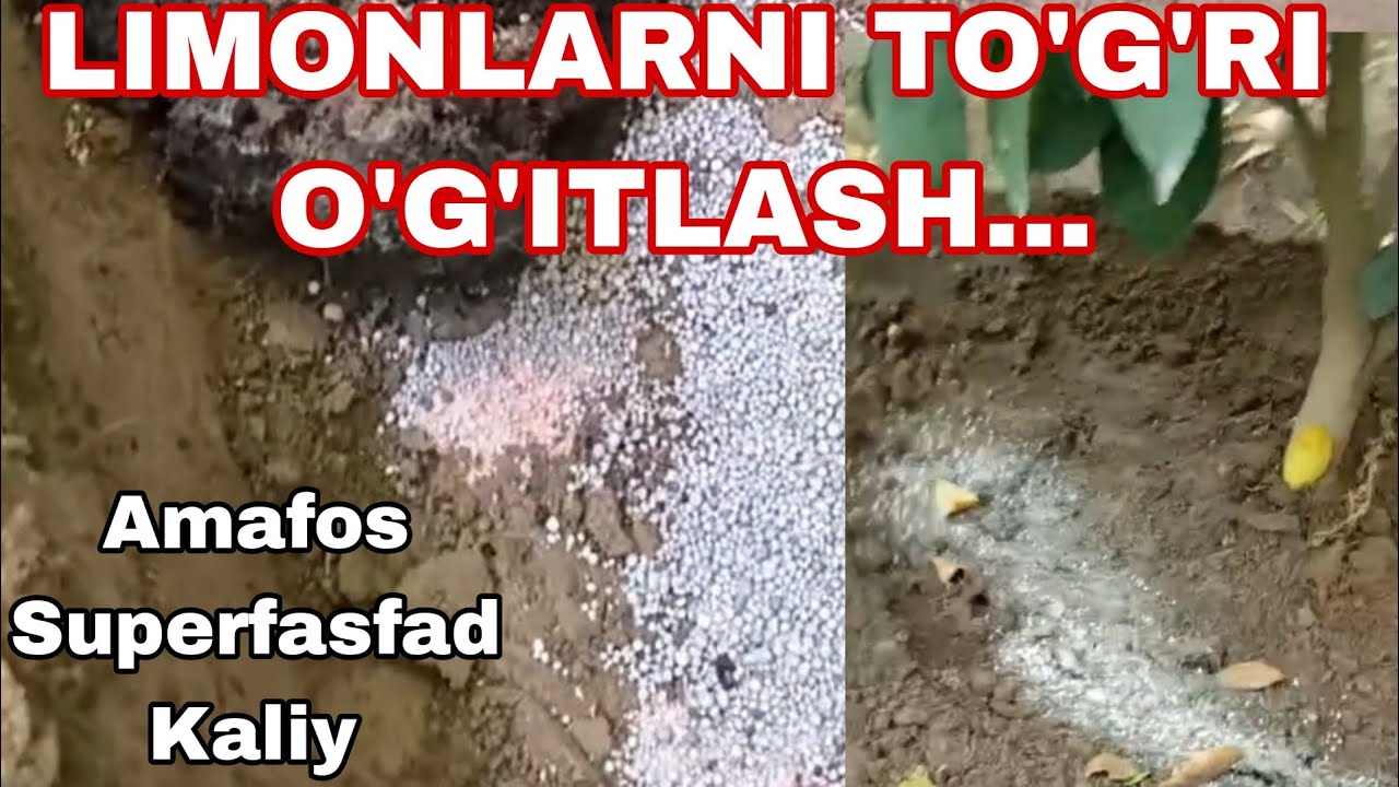 Limonlarni to'g'ri va samarali o'g'itlashni o'rganamiz....