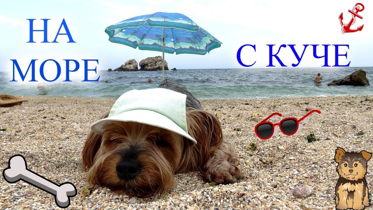 На море с КУЧЕ/Dog on the beach/Asya Eneva