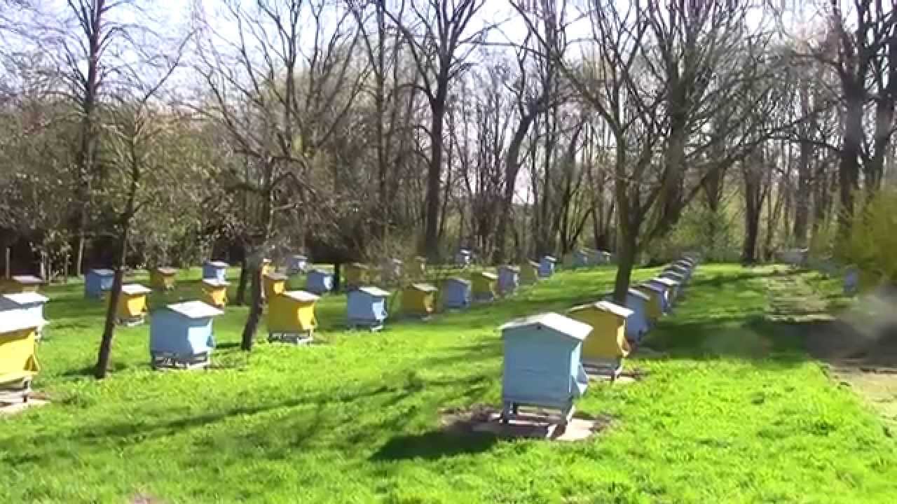 Antek kosi pasieczysko
