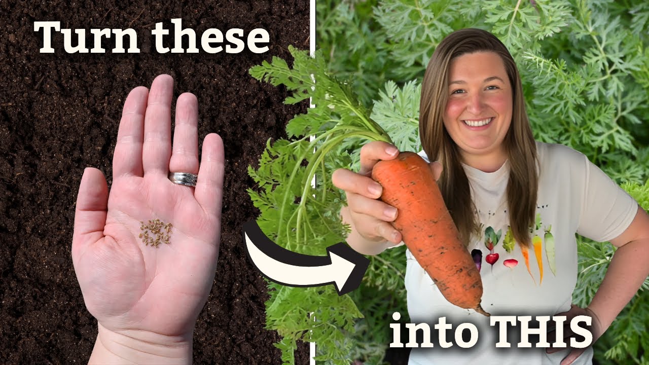 How to Grow Perfect Carrots: Full Guide from Seed to Harvest!