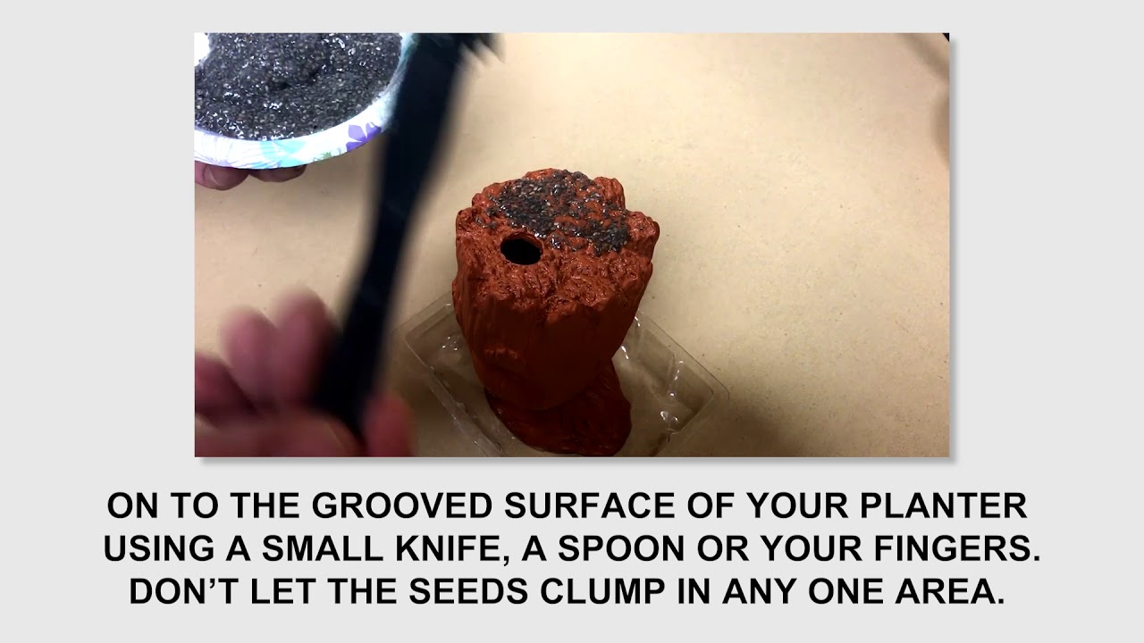 Easy-to-Grow Instructions for Your Chia Pet