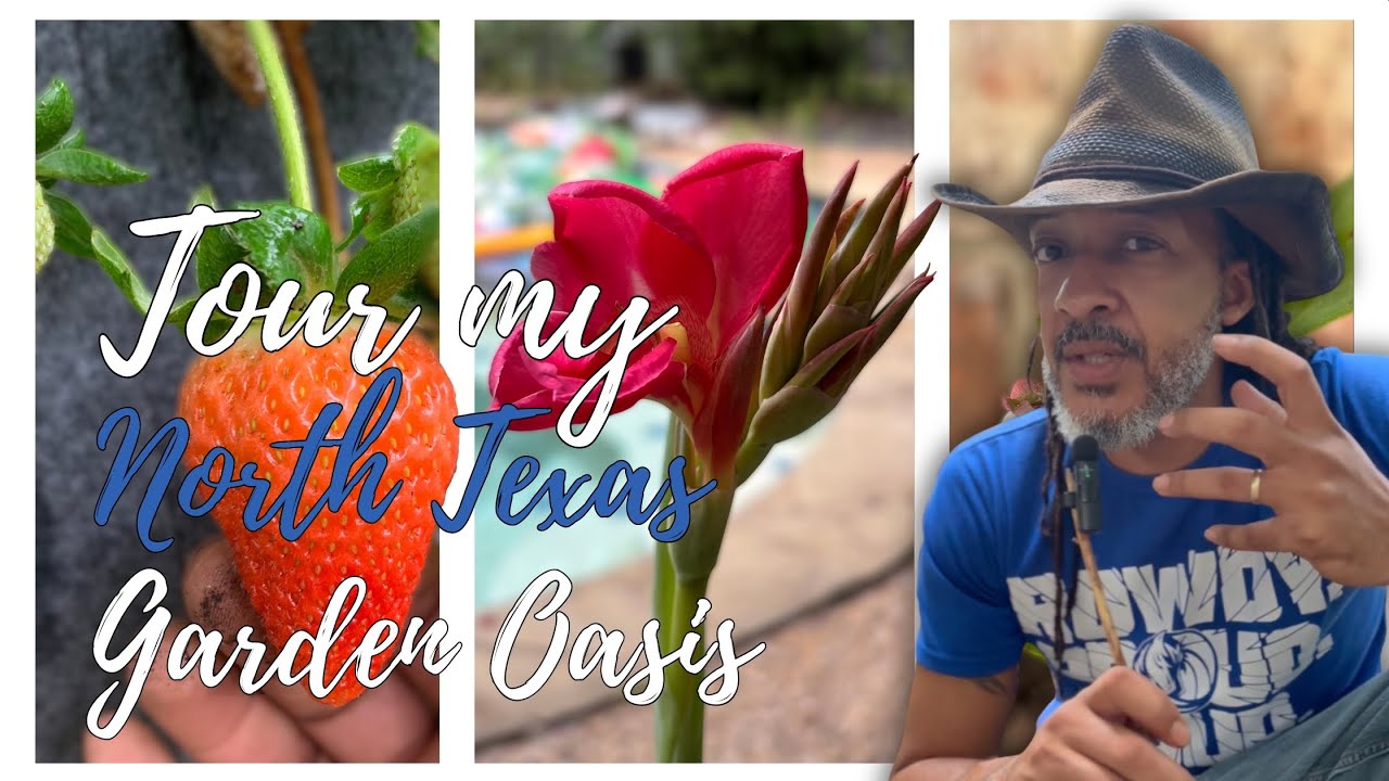Come see what I am growing in my #NorthTexasGarden