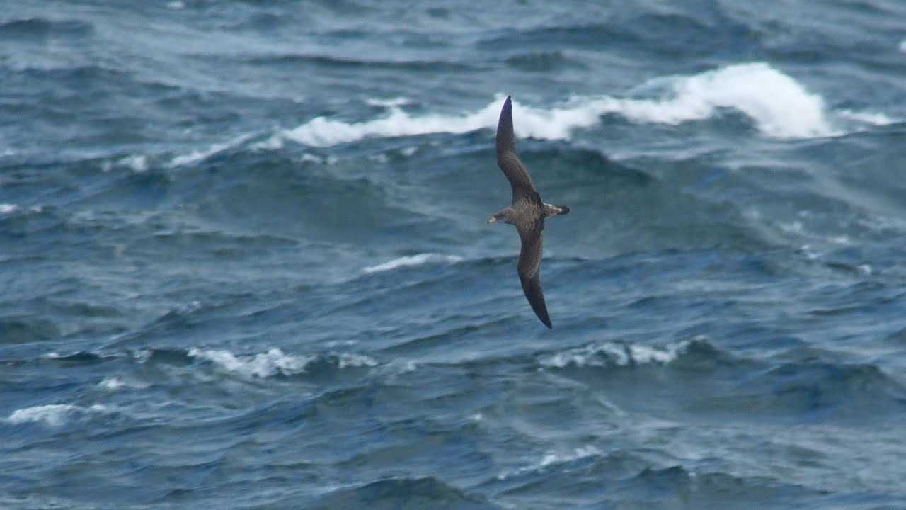 Cory's Shearwater /Gulnäbbad lira (Calonectris borealis)