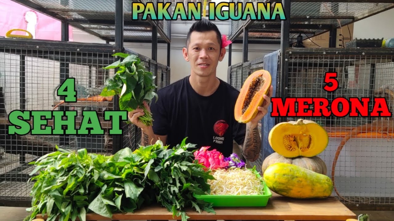 Pakan Iguana 4 Sehat 5 Merona
