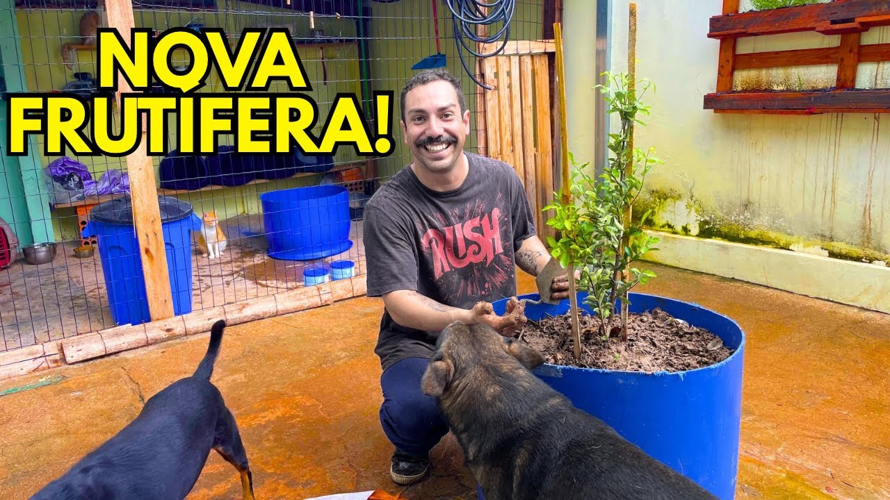 Plantei um PÉ DE FRUTA | Na Casa Alugada!