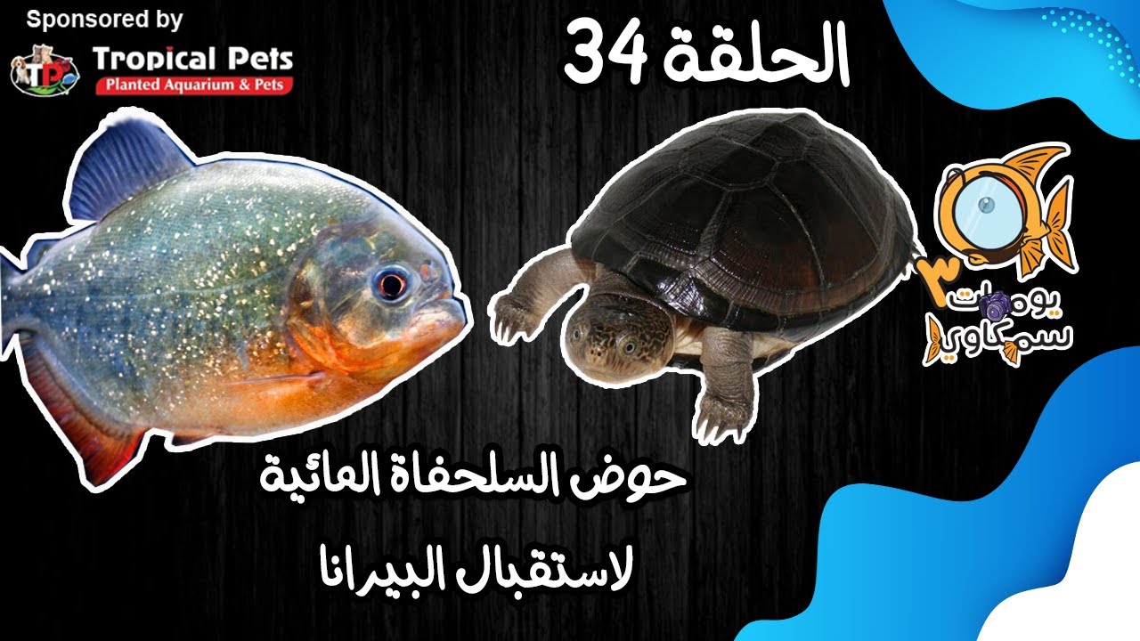 S3E34 - حوض السلحفاة المائية لاستقبال البيرانا