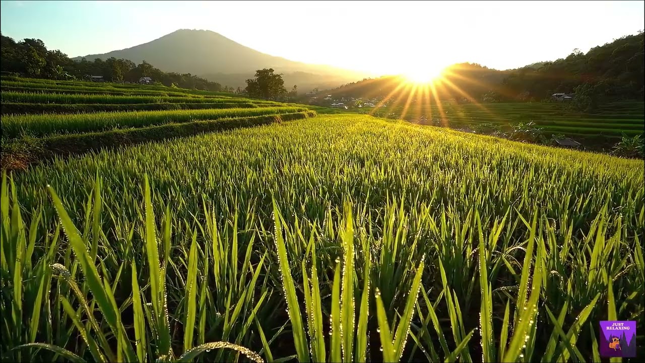 The Golden Harvest Khmer Morning | Calming Music for Stress Relief & Focus