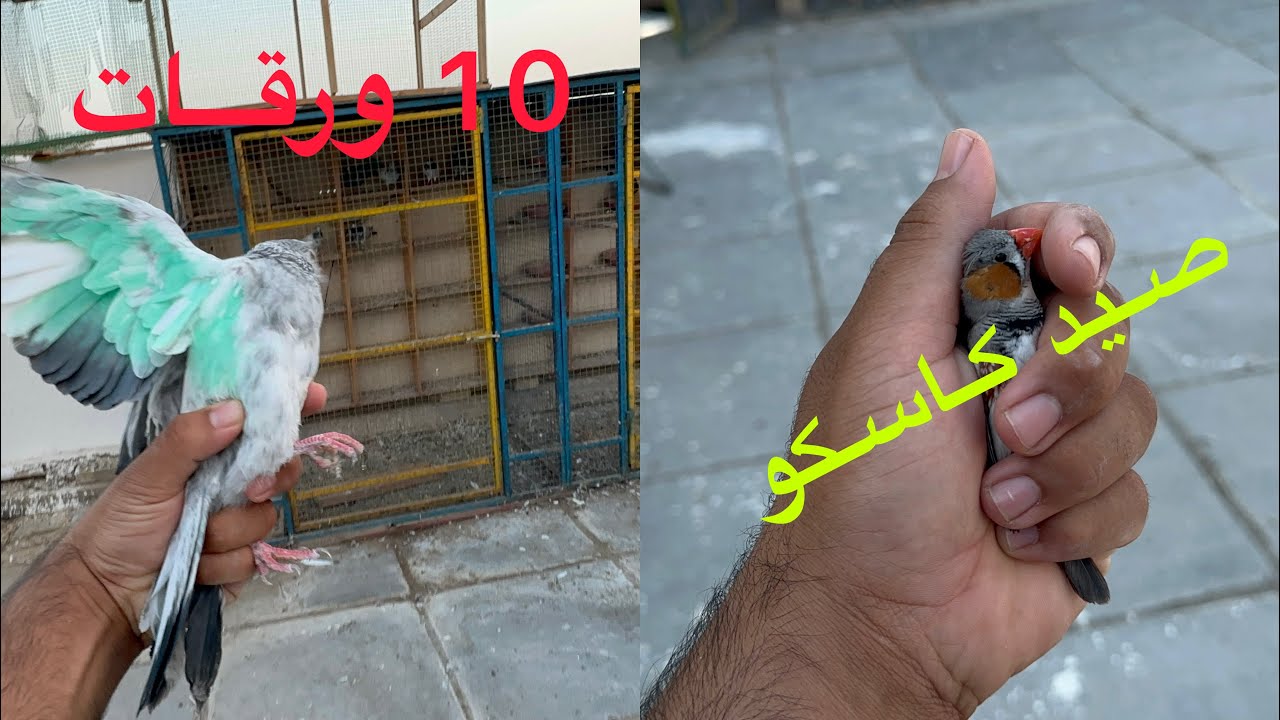 صيد ببغاء كاسكو سعره الف دولار