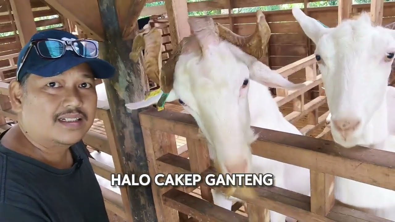Dari Perah ke Pakan: Rutinitas Harian Demi Produksi Susu Berkualitas