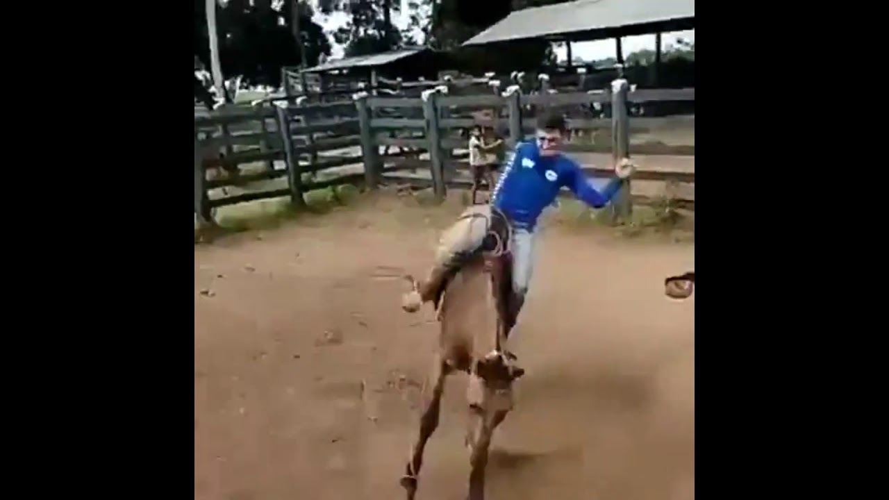 Mejores v&iacute;deos para gozar y reir