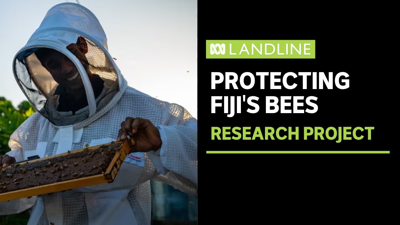 Protecting bees with Australian biosecurity program in the Pacific | Landline | ABC News In-depth