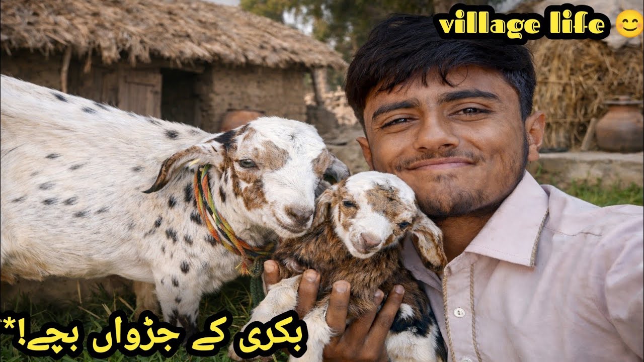 Hamari Bakri Ne Do Bachay Diye 🐐 | Village Life Special