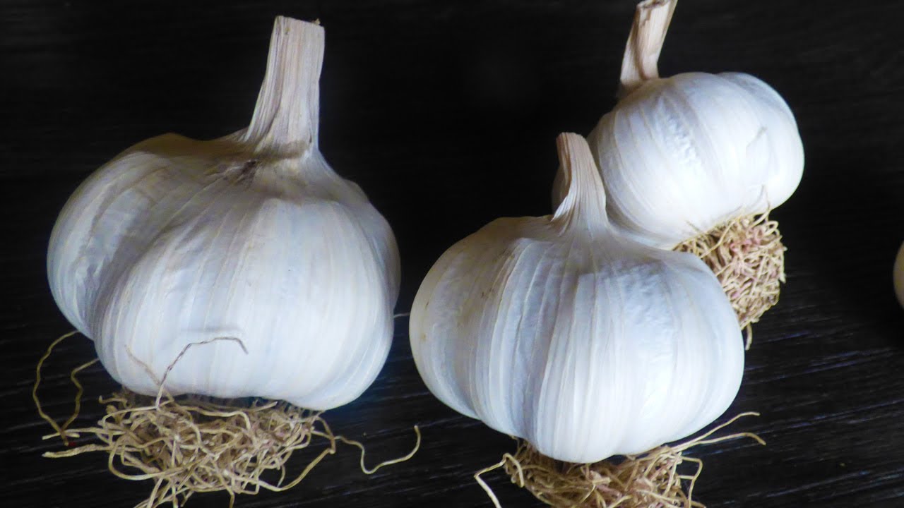 Milyen fokhagymát ültessünk ősszel és tavasszal