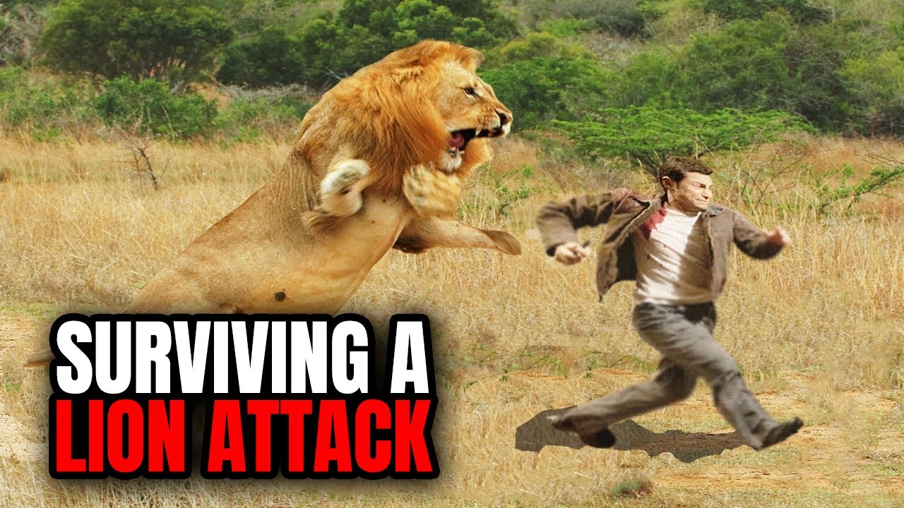 Can You Survive A Lion Attack?
