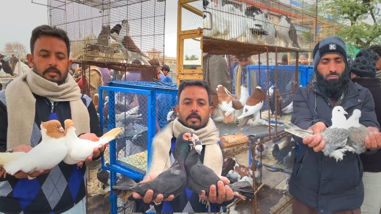 Fancy Kabootar Mandi Kallar Syedan Latest Update Fancy Pigeon Market Price Today 1/26/2026 !