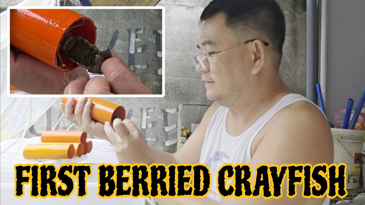 BERRIED NA ANG CRAYFISH NATIN, NAKUHA SA TIYAGA @JaperSniperOfficial @mrs.japersniper7165 