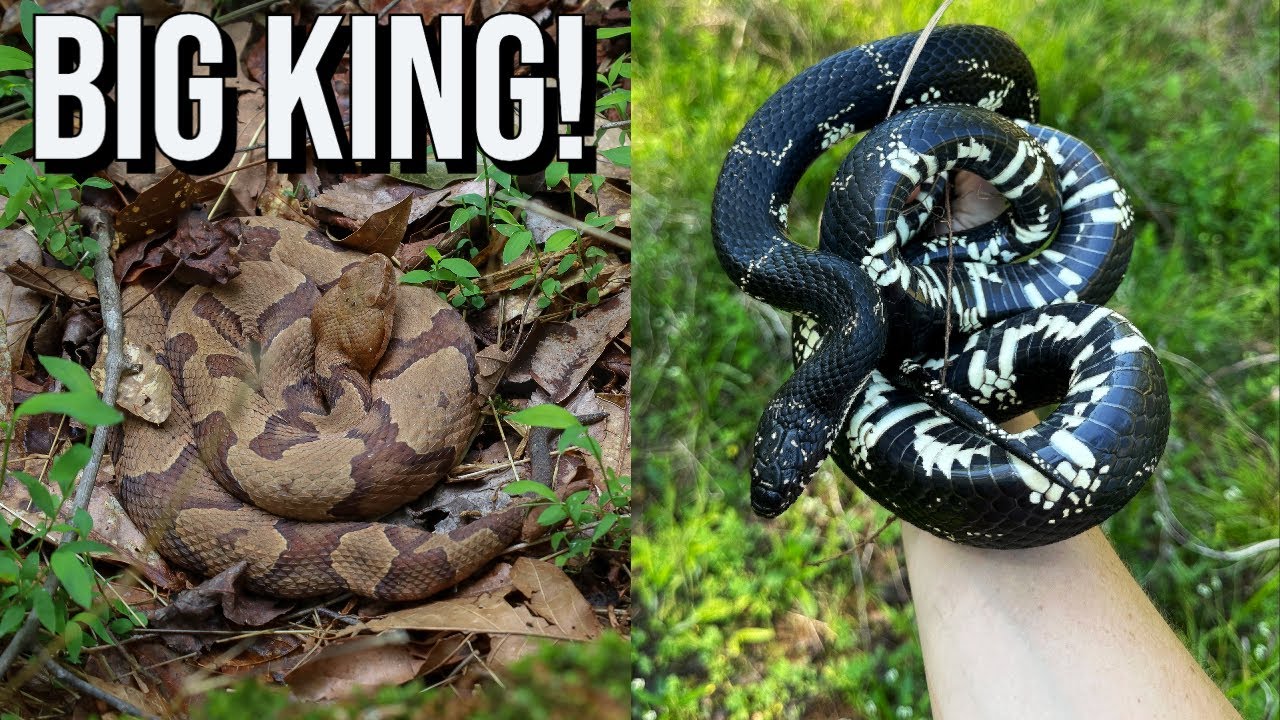April 2023 Hiking, Tin Flipping, and Roadcruising for Snakes in Georgia! Big Kingsnake and More!