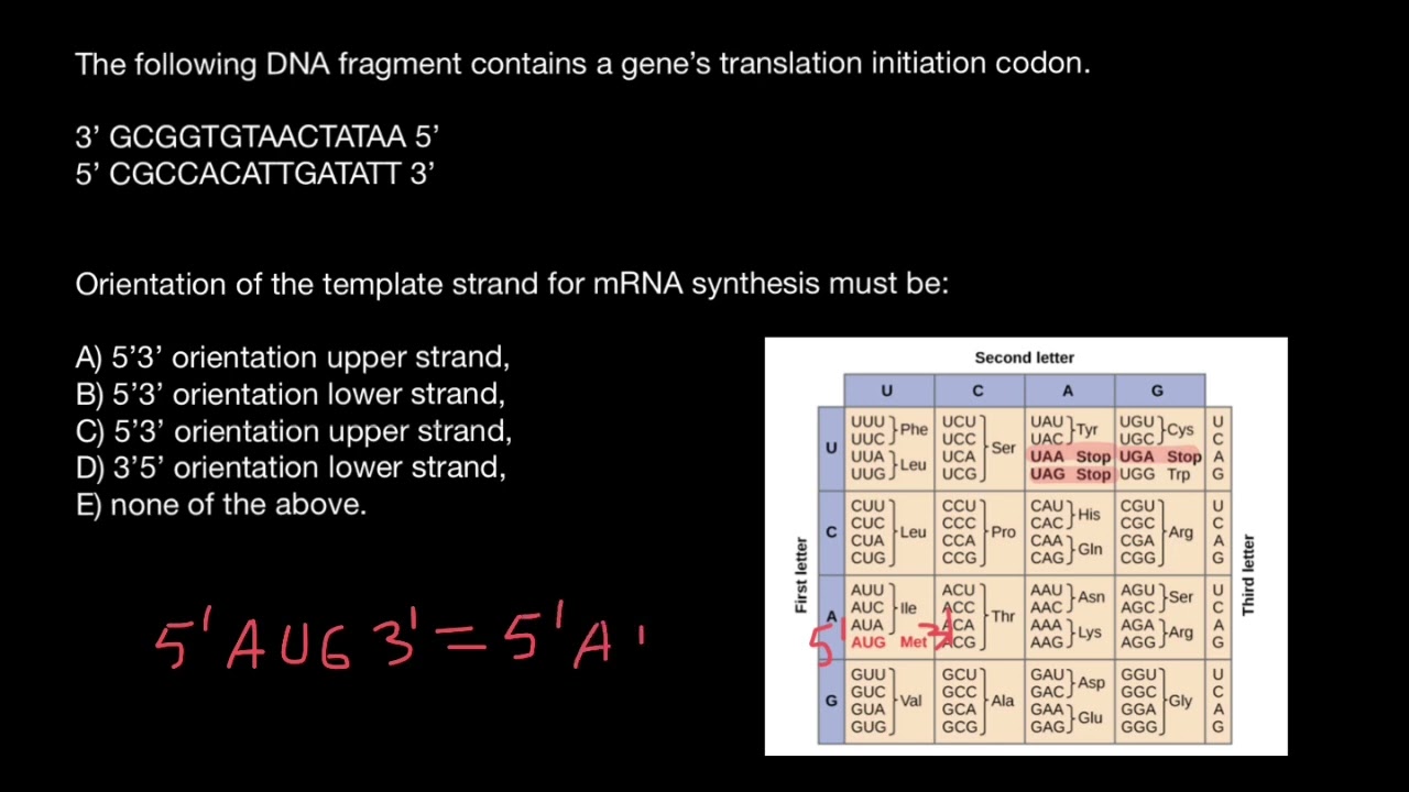 Which strand is template and  which is coding?