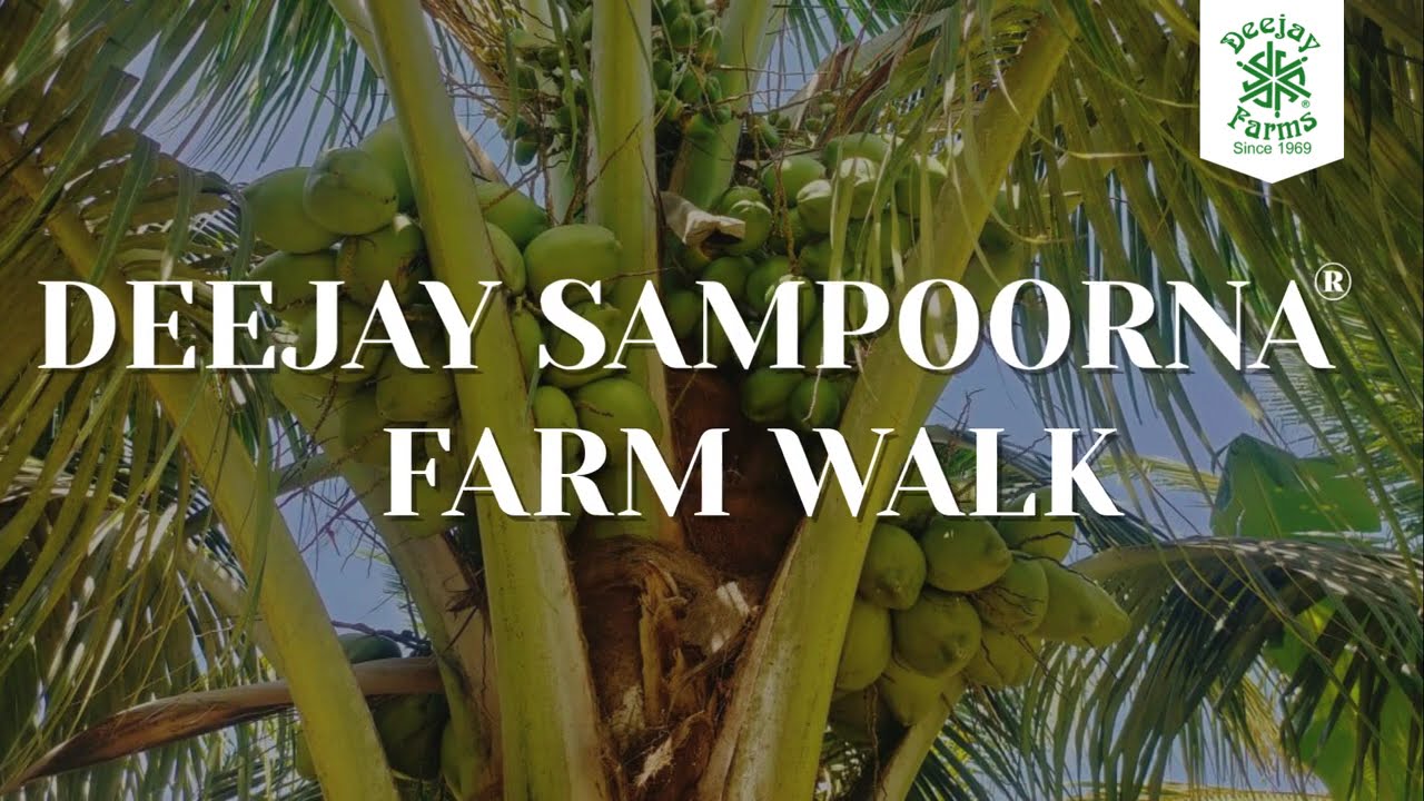 See How This 2-Acre Hybrid Coconut Farm Thrives in Chittoor | Deejay Sampoorna Farm Tour
