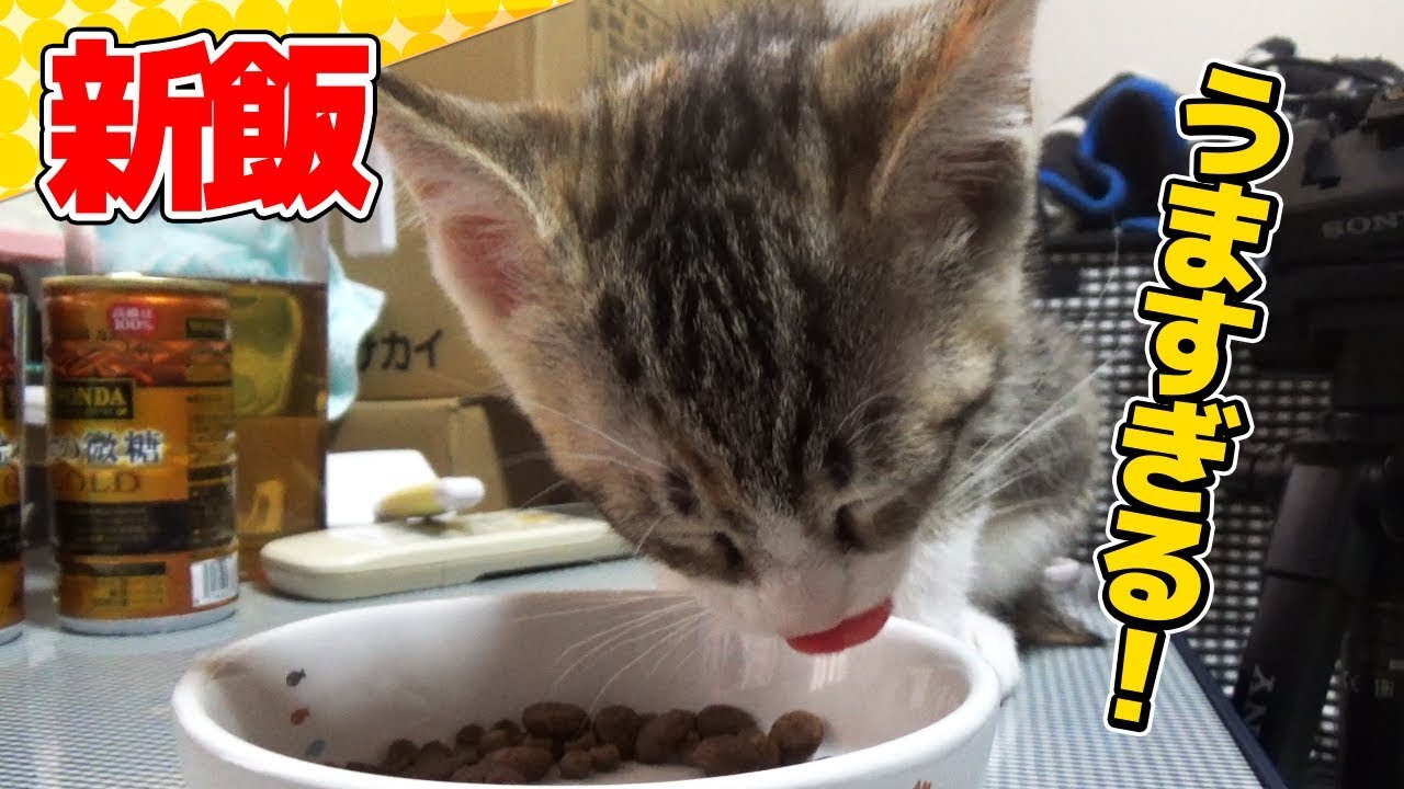 【猫】新しいご飯を全力でカリカリする子猫たま：11日目【kitten】