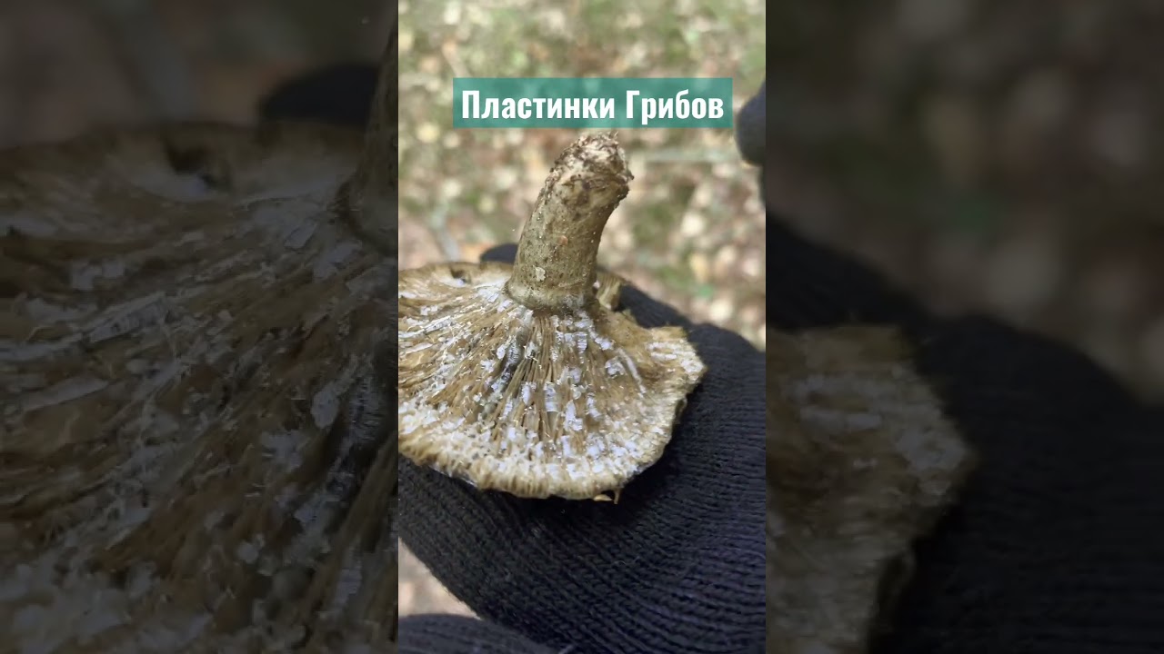 Замороженный гриб #биология #биоегэ #биологияогэ #грибы #био #природа лес #travel #shorts