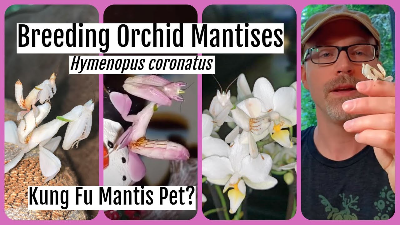Pet Orchid Mantis Care Sheet Hymenopus coronatus Kung Fu Mantid #orchidmantis #petmantises #mantis