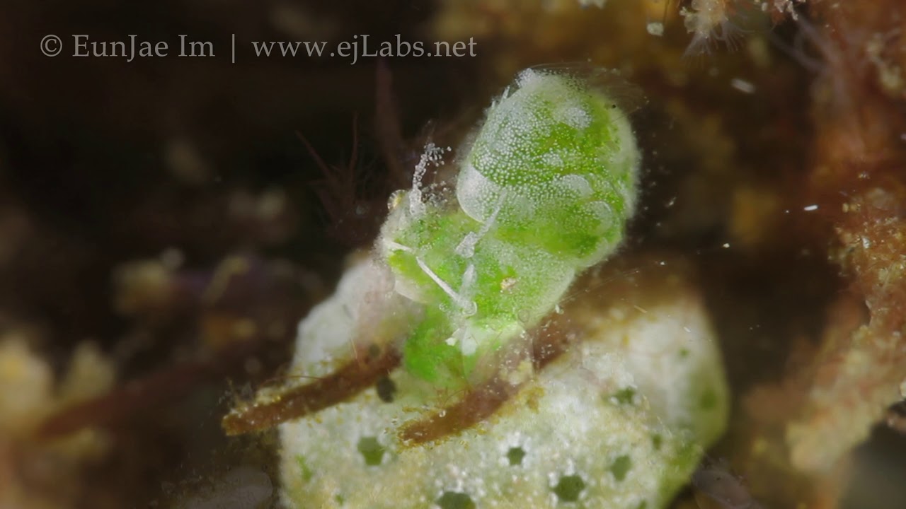 The Little Green Shrimp & Hairy Shrimp | Phycocaris | Lembeh, Indonesia