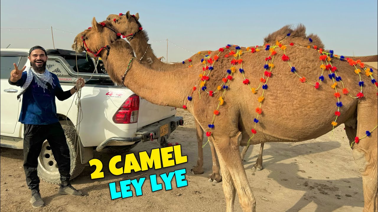 Alhamdulillah 2 camels ka soda kar lia 😍🐪