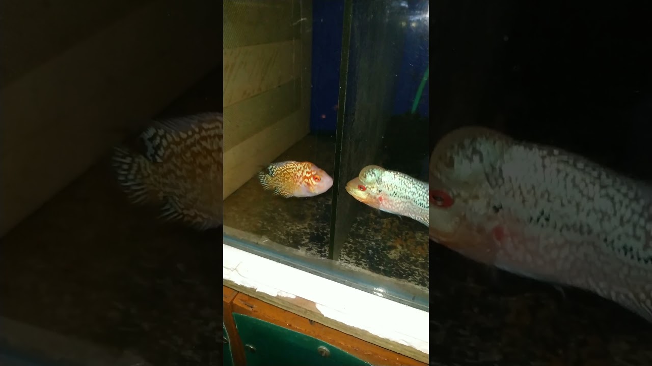 Gbkml flowerhorn and KML flowerhorn
