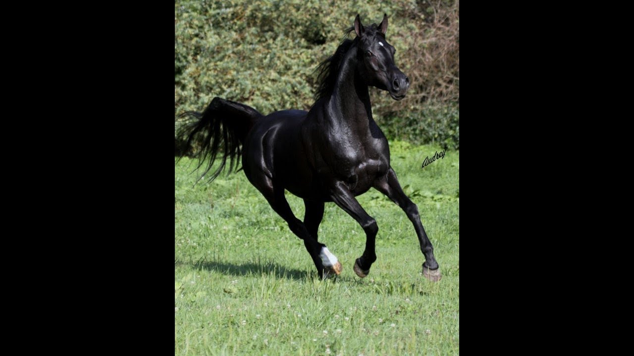 Black Arabian Mare HU-SHAMEEKA at Hughes Arabians, USA.