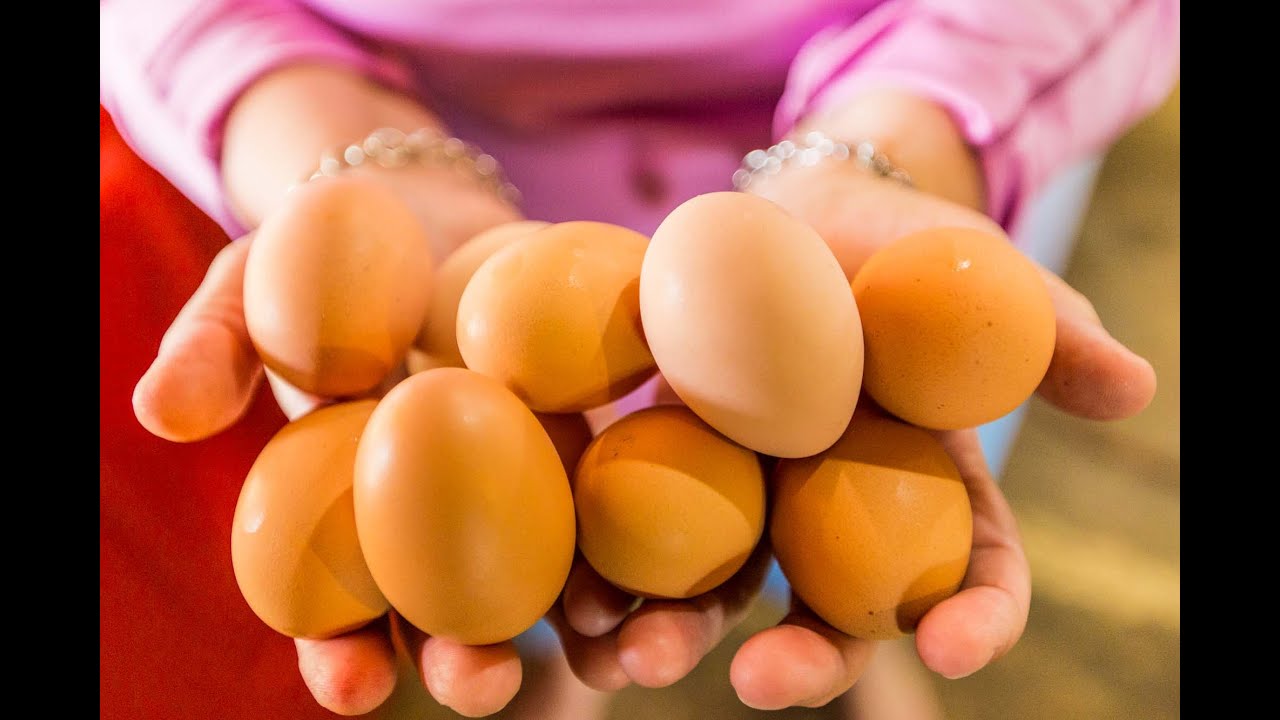 How to Raise Chickens For Eggs